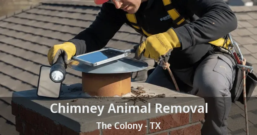 Chimney Animal Removal The Colony - TX